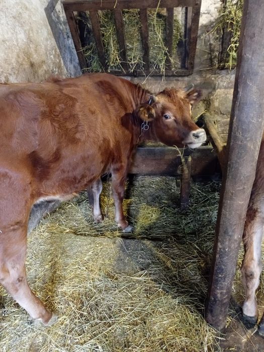 Джерсейська Тільна телиця