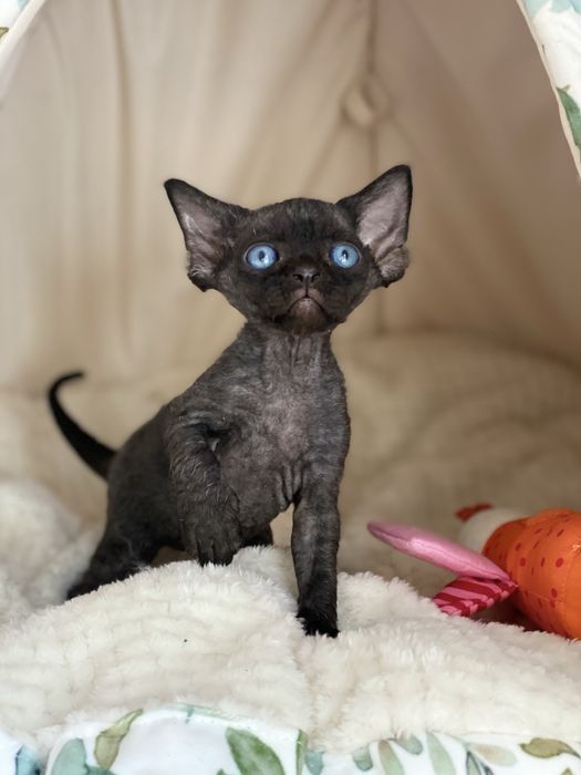 Morgan Calvados*PL  czarny chłopczyk  Devon Rex