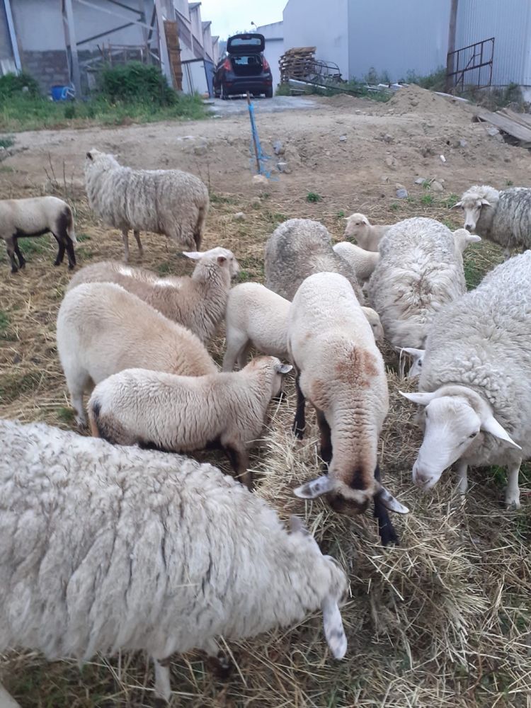 Ovelhas desde 50€