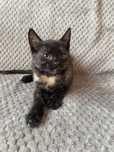 Iskra poleca sie do adopcji