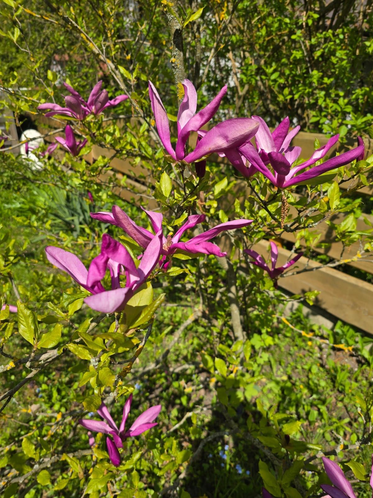 Drzewko magnolia