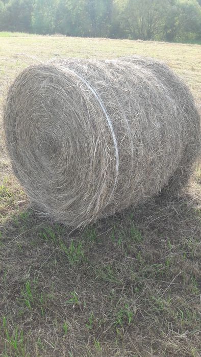 Siano w belach ,bele siana suche 2025