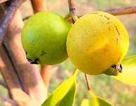 Araça Goiaba - Psidium longipetiolatum.