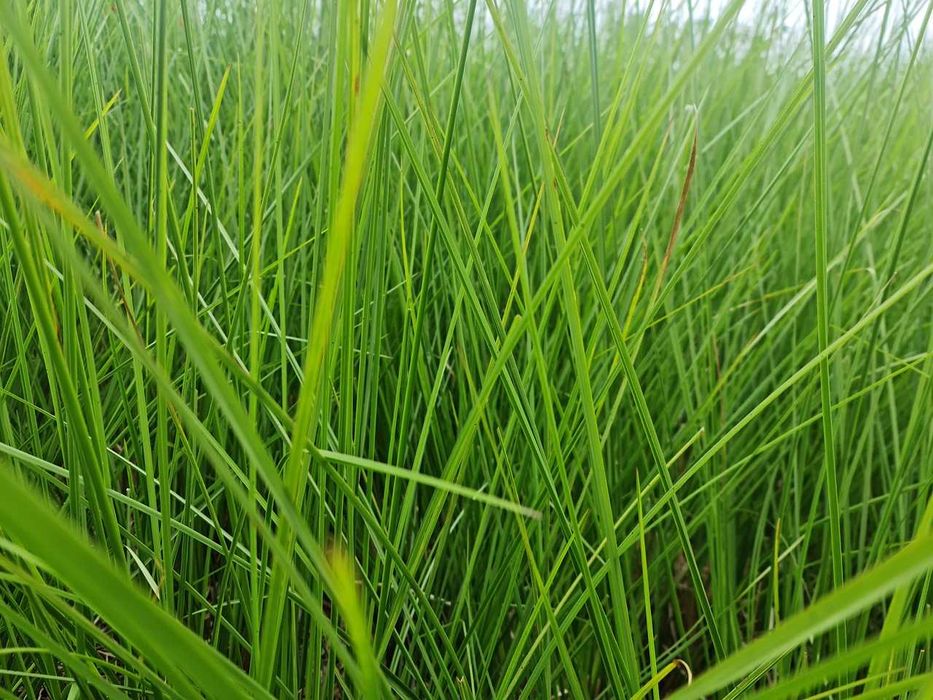 Vetiver (estacas)
