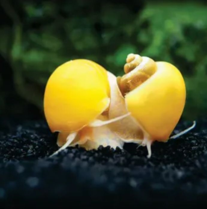Aquários e caracóis.