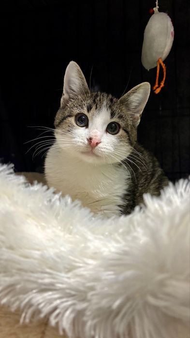 JÓZIO malutki kocurek prosi pilnie o dom