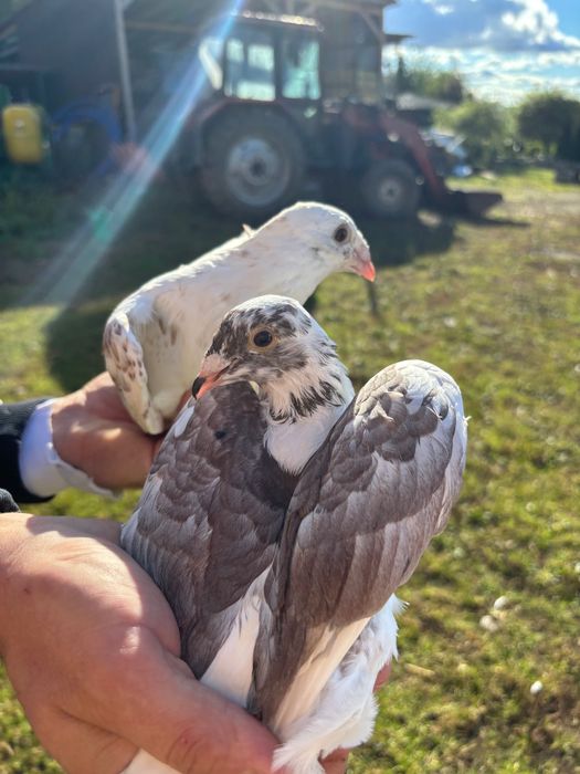 Gołębie pocztowe około 50 szt