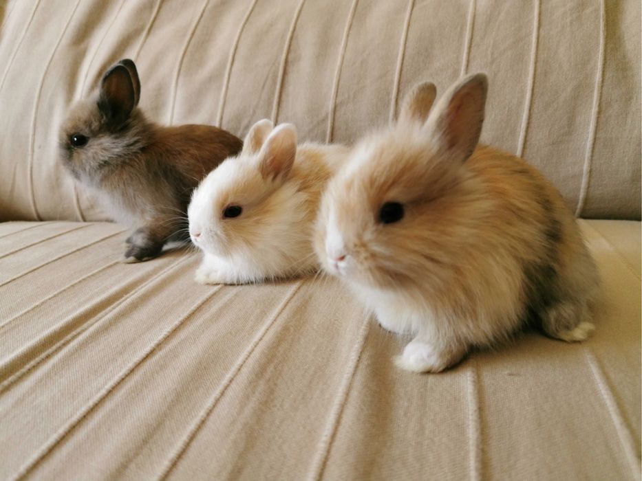Coelhos anoes mini, mini lion, mini holandes etc.