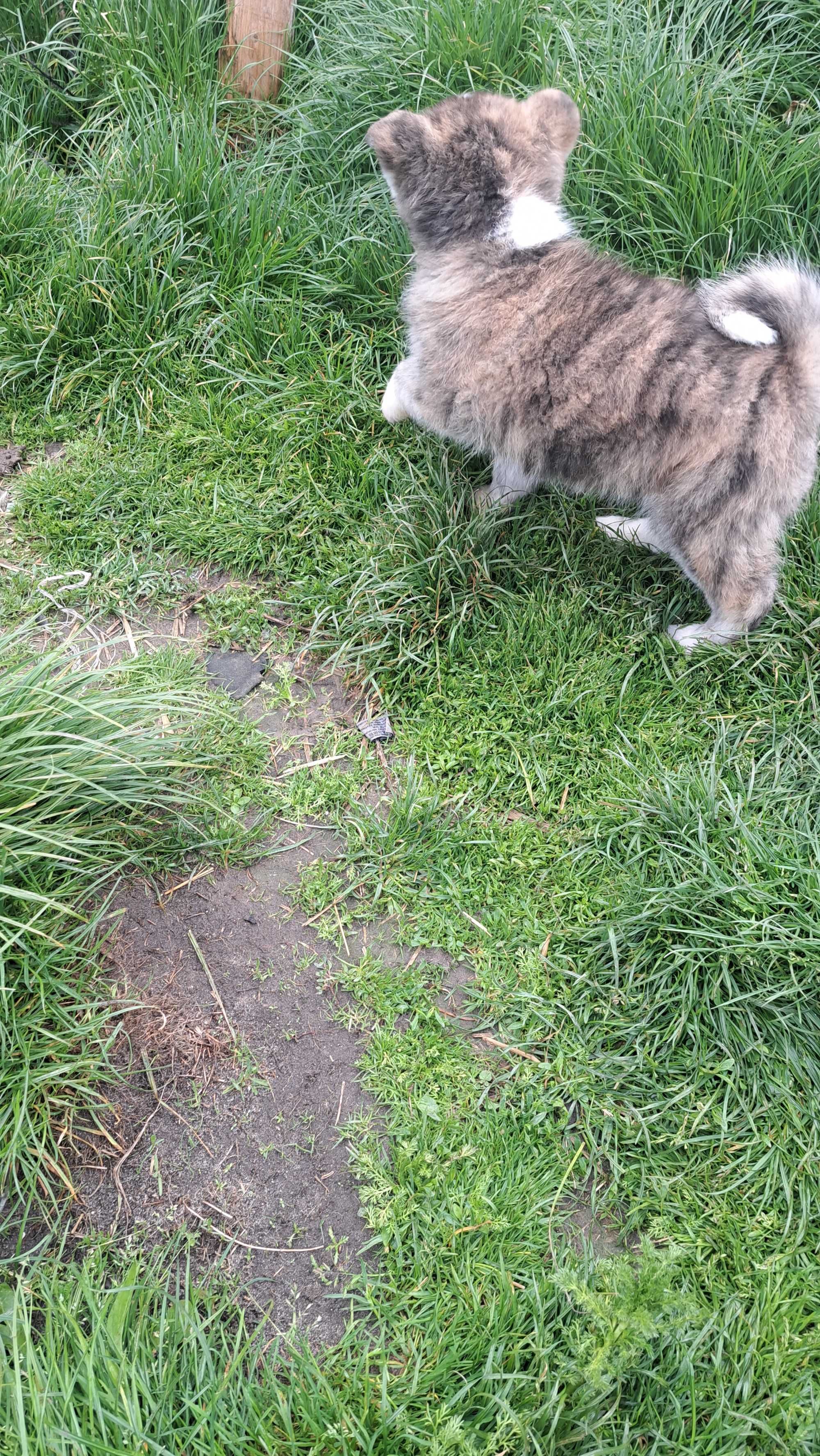 Akita inu sprzedam suczka