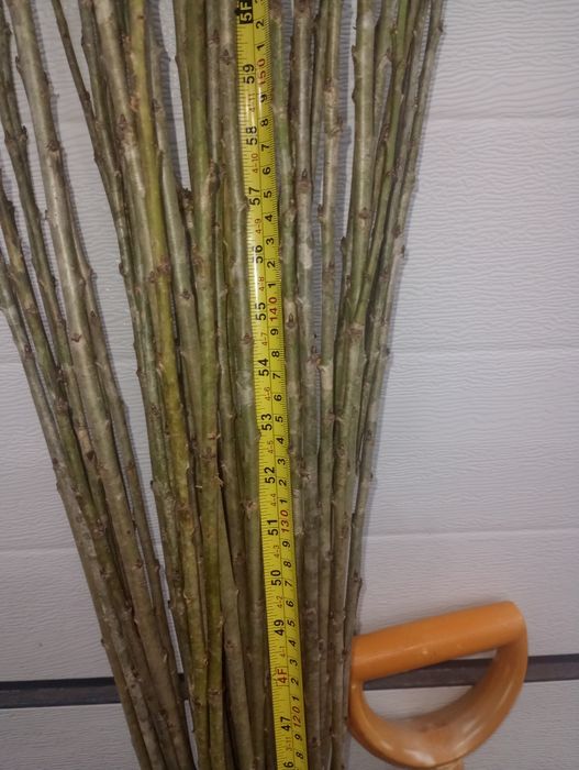 Czereśnia Colt do szczepienia i okulizacji.