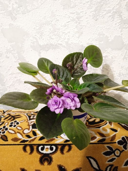 Алое лекарственный и другие