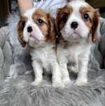 Chłopiec cavalier king charles spaniel