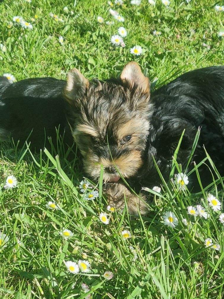 Suczka Yorkshire Terrier Black&Tan.