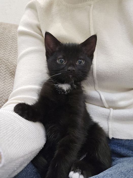 Віддамо кошеня в добрі руки 2-х місячне