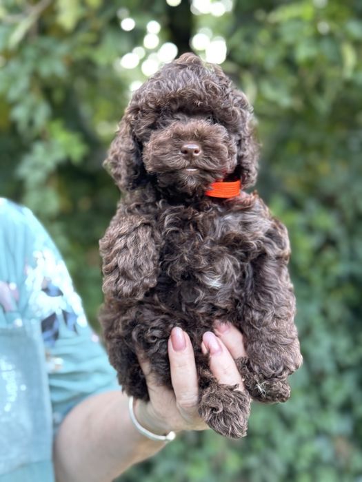 Міні пудель — хлопчик і дівчинка з документами