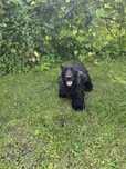 Cocker spaniel angielski