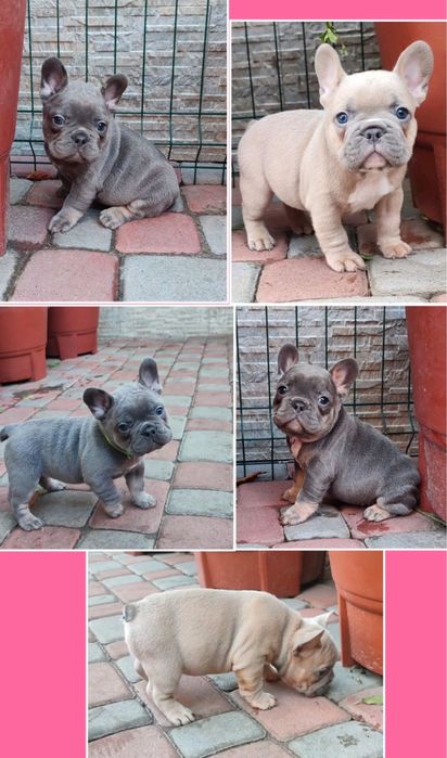 Франківськ! Для вас чудові малюки!