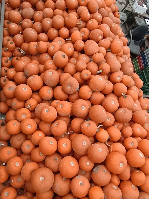 Dynia na paszę dla zwierząt