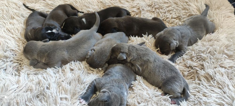 American bully xl szczenię z metryką