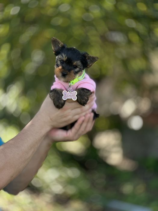 Йорк дівчинка з м’якою сріблястою шерстю