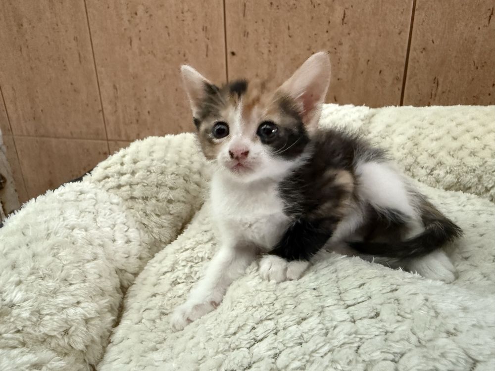 RESERVADA- Gatinha Femea para adoptar