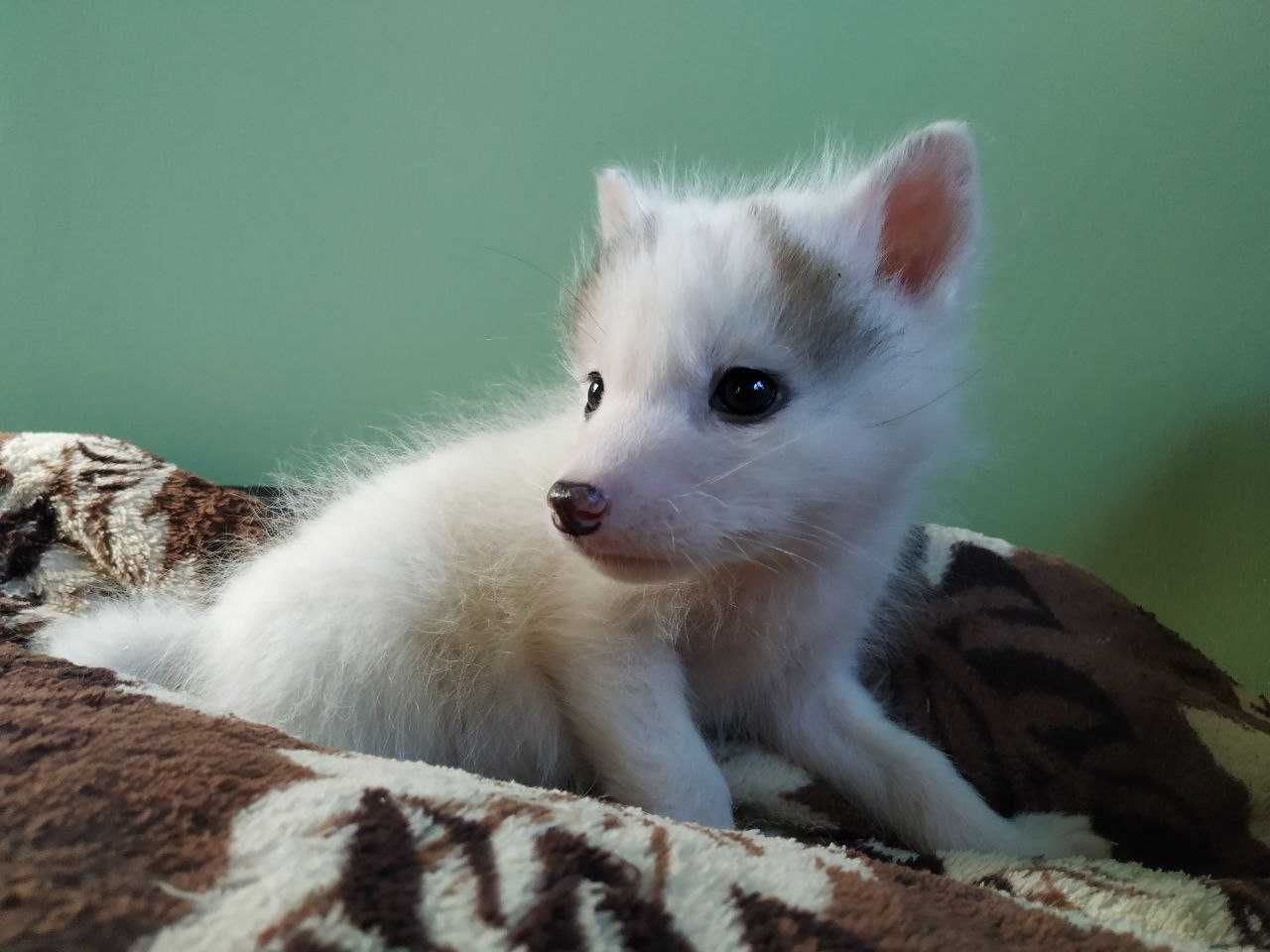 Лиса, лисята белые. All White Marble fox. Бронь на 2024г