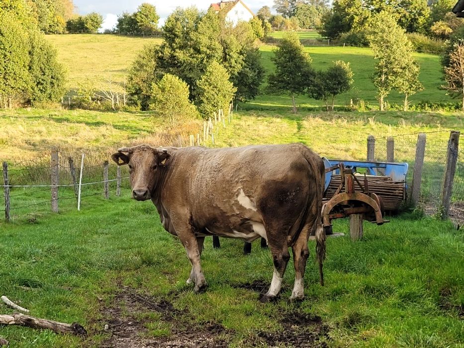 Sprzedam krowę cielną z cielakiem