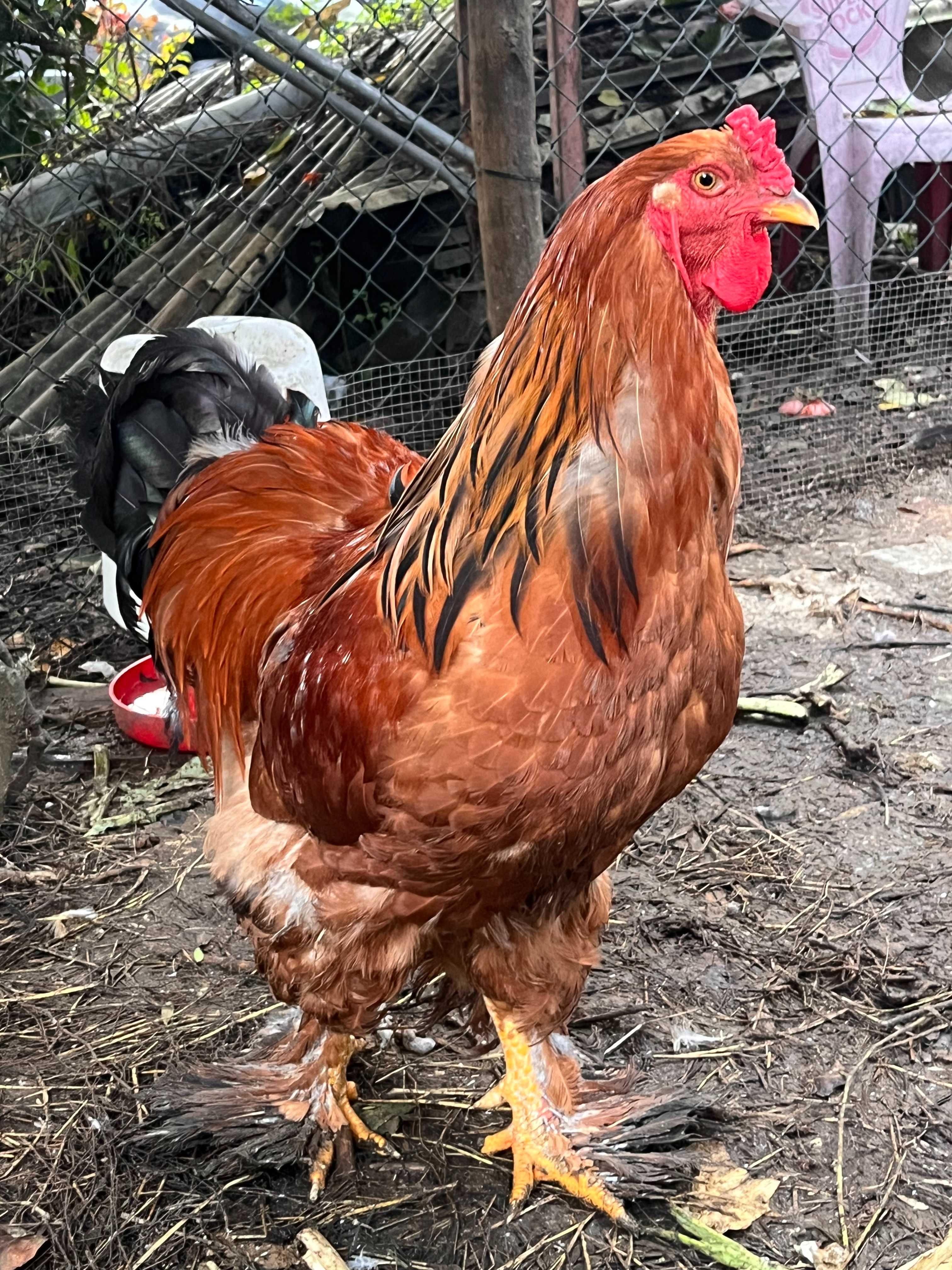 BRAHMA BUFF (ovos e aves)