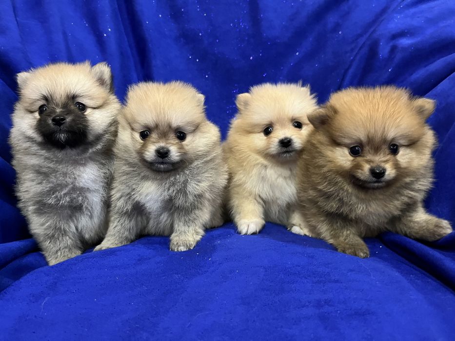 Померанський шпіц