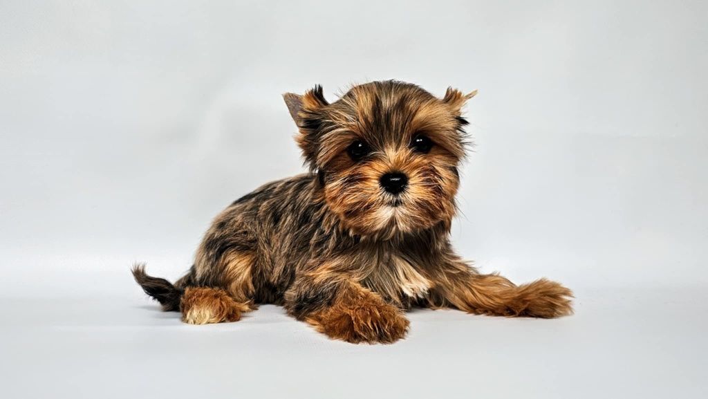 Blue merle piesek Ozzy mini xs