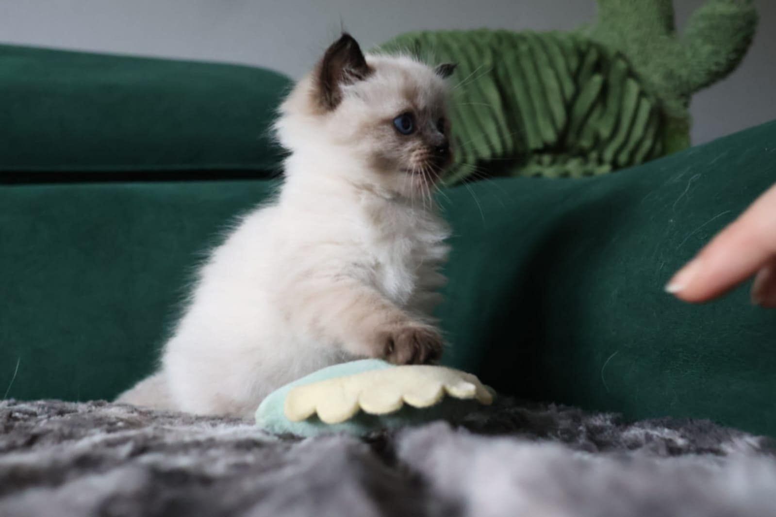 Ragdoll śliczny kiciuś