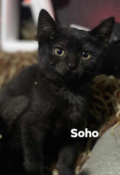 13  tygodniowe kociaki do adopcji.