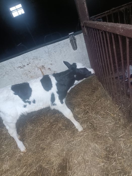 Witam sprzedam cielaka byczka