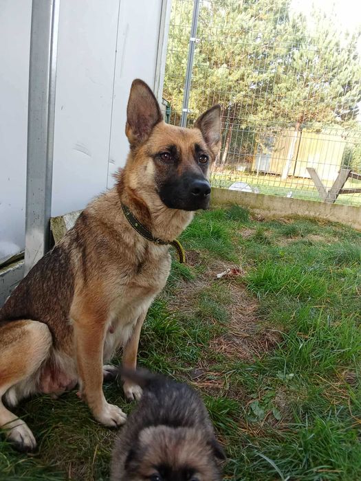 Fama piękna sunia do adopcji