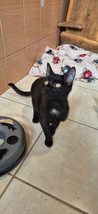 Kotka okolo 5 miesięcy