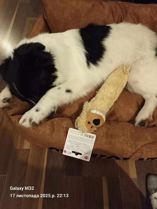 Песик в добрі руки