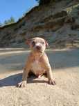 Amstaff samiec merle lilac