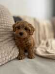 Maltipoo szczeniak z rodowodem – 3 miesiące