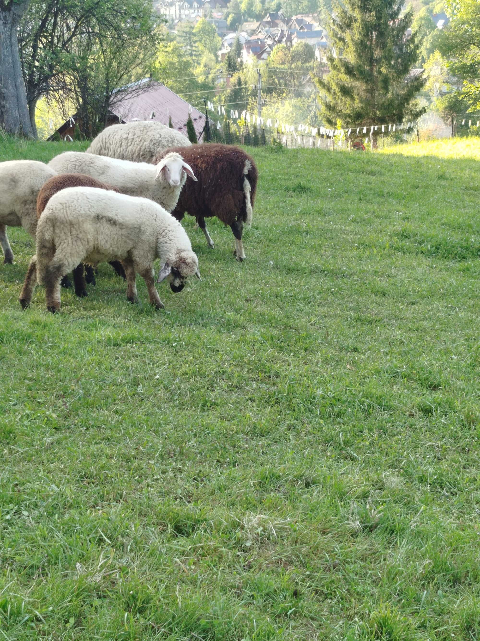 Owce bergschaft z  jagnięciem kamerunka kotna, kosiarka rotacyjna