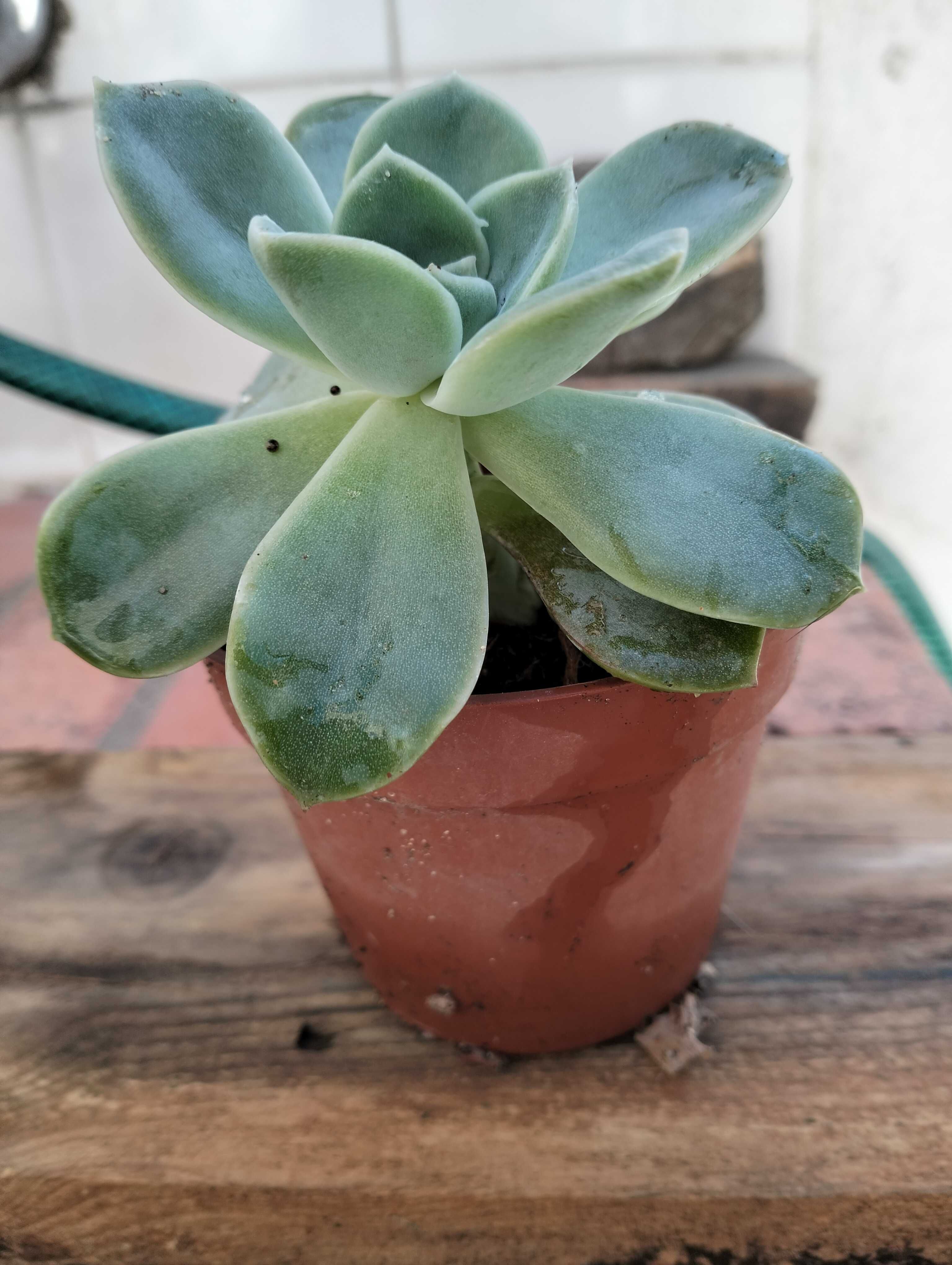 Suculenta familia Echeveria Rockrose