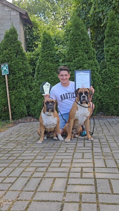 Rezerwacja Bokser Szczeniaki Champion Polski