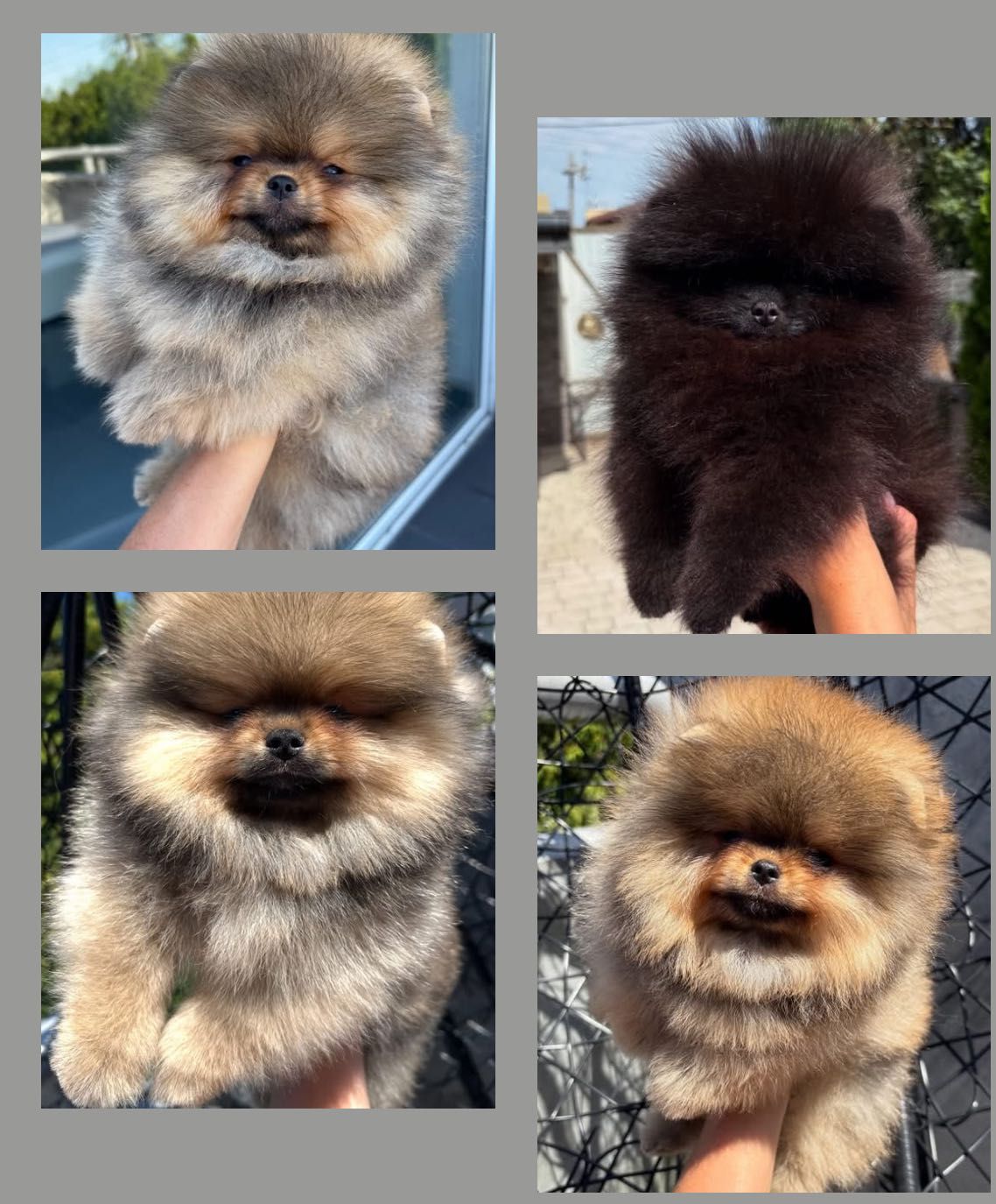 Piękny samiec Dolar Pomeranian FCI zkwp