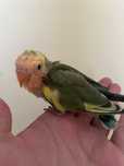 Agapornis domesticado