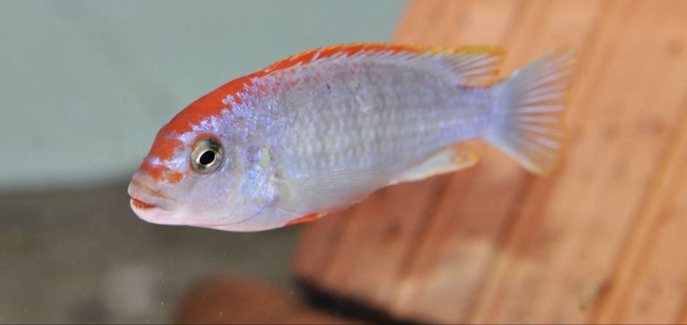 Mlode pyszczaki perspicax red top ndumbi