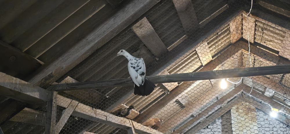 Tygrysy staropolskie pocztowe