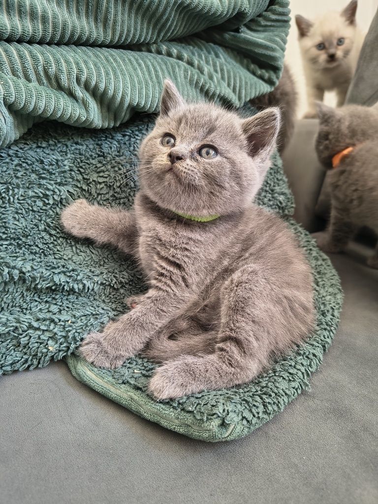 Koty brytyjskie niebieskie silver point