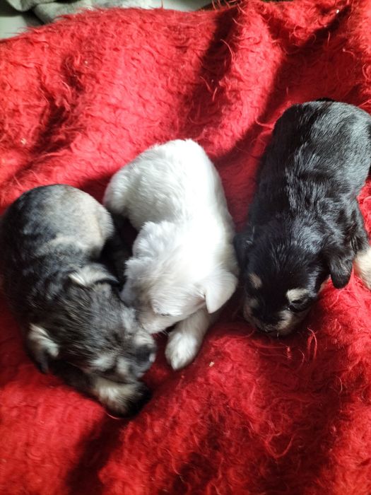 Sznaucer miniaturowy