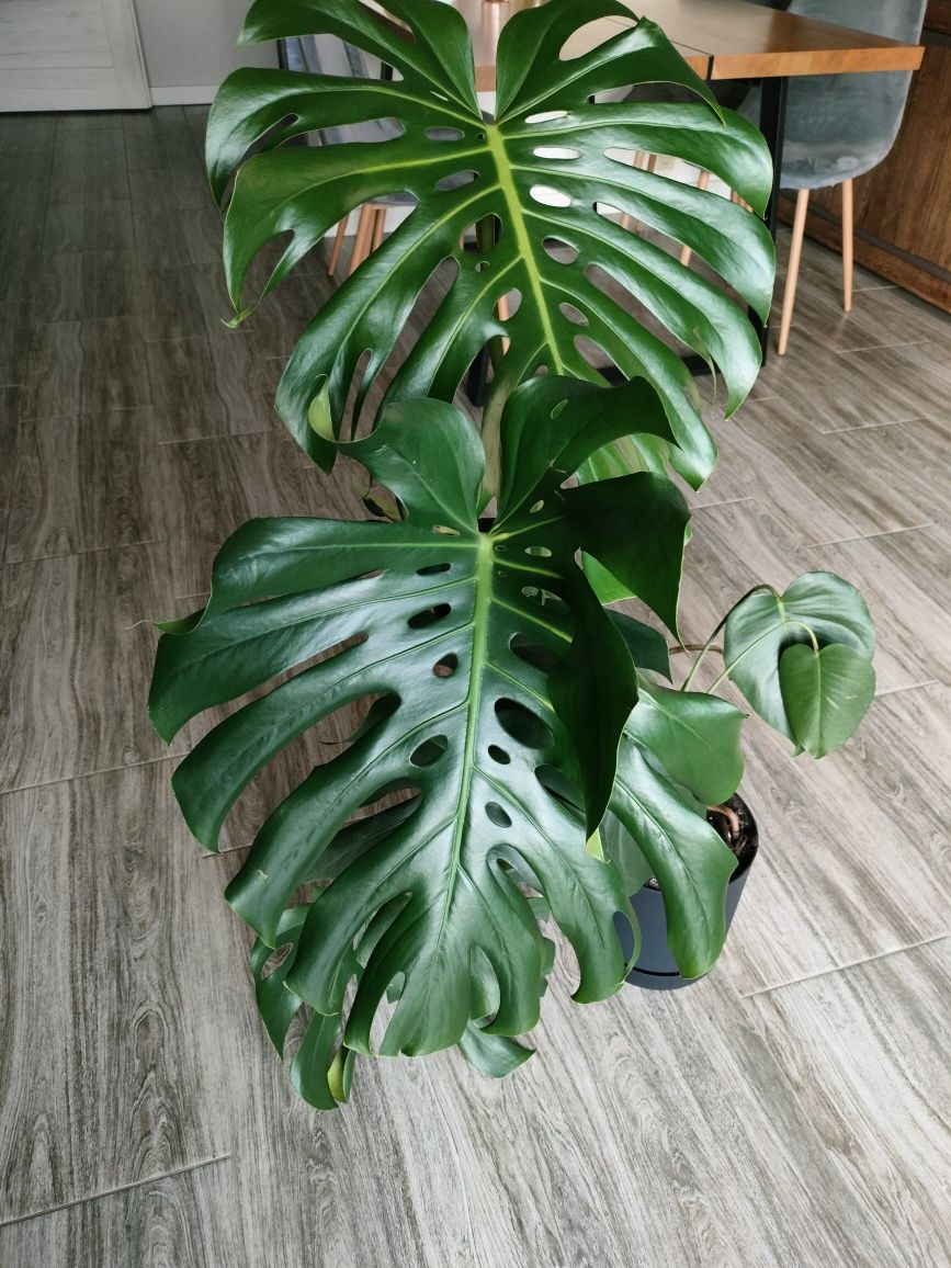 Monstera deliciosa duże liście