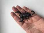 Skorpion Heterometrus silenus l3