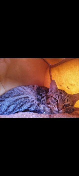 Oddam burego kocurka